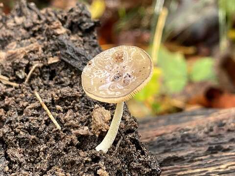 Imagem de Bolbitius viscosus Watling 1975