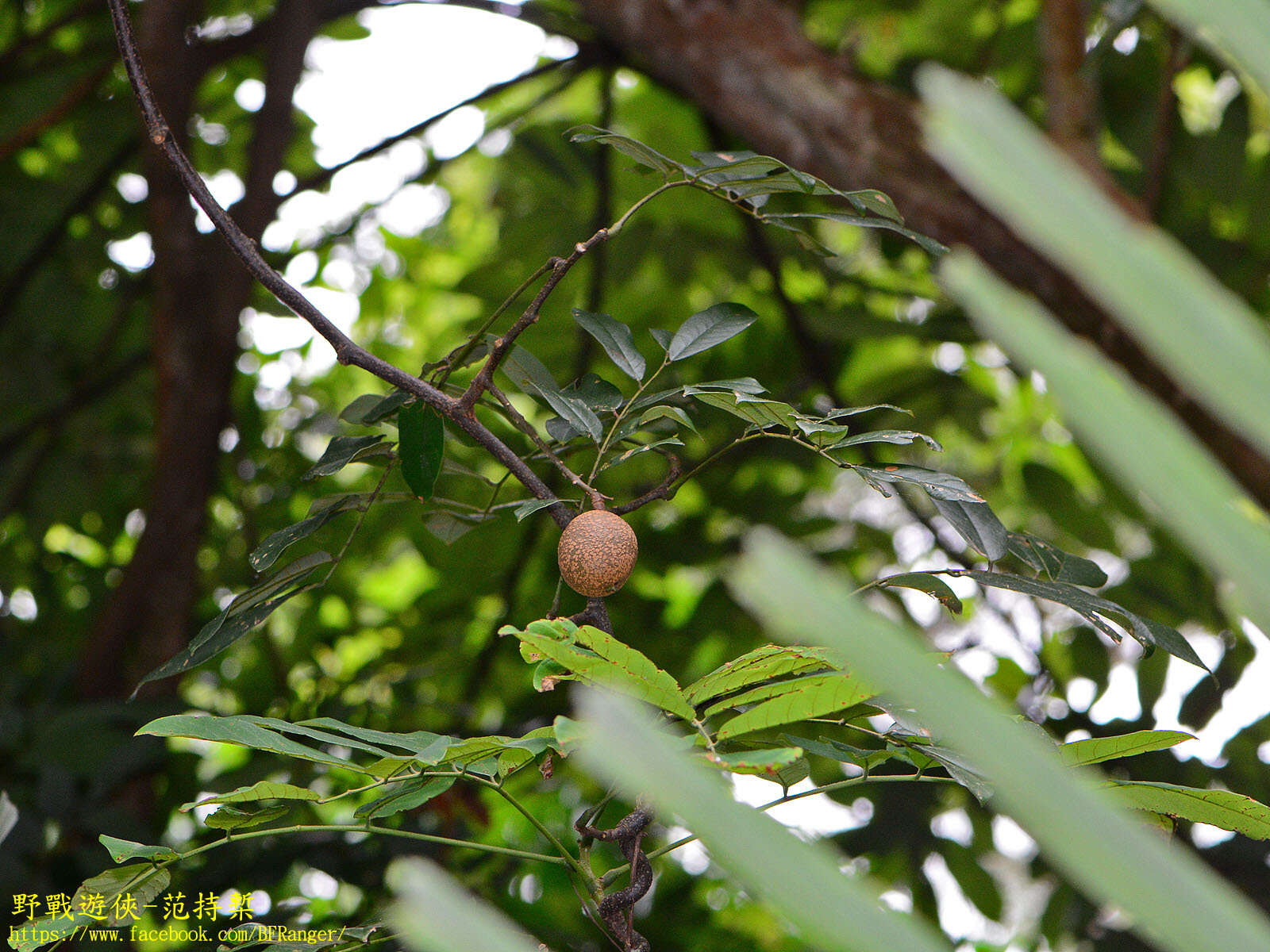 Imagem de Millettia pachycarpa Benth.