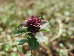 Image of Large Thyme