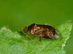 Deraeocoris lutescens (Schilling 1837)的圖片