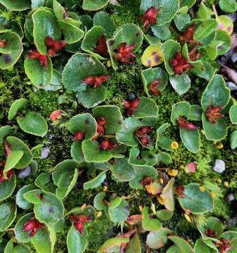 Image of snowbed willow