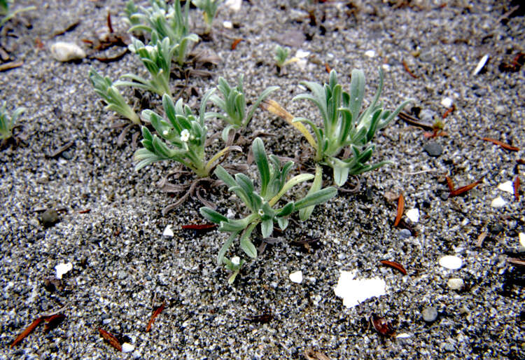 Слика од Cryptantha leiocarpa (Fisch. & C. A. Mey.) Greene