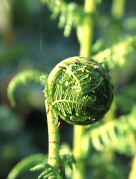 Image of coastal woodfern