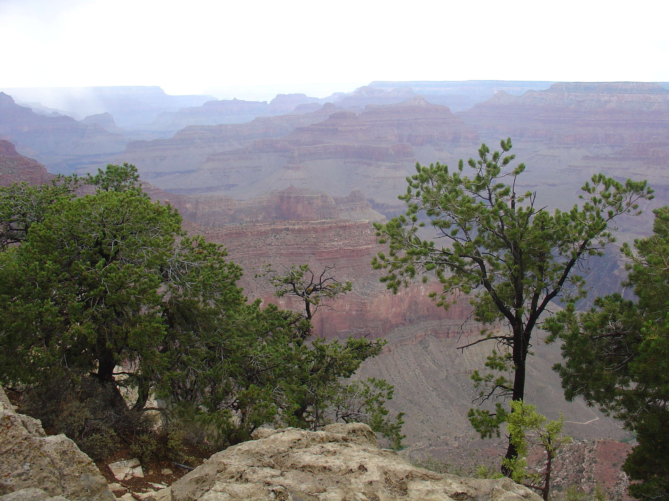 Image of Colorado Pinyon