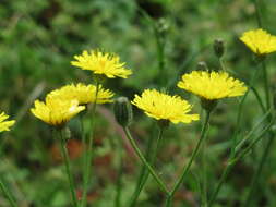 Imagem de Crepis biennis L.