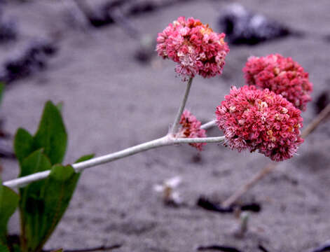 Image of seaside buckwheat