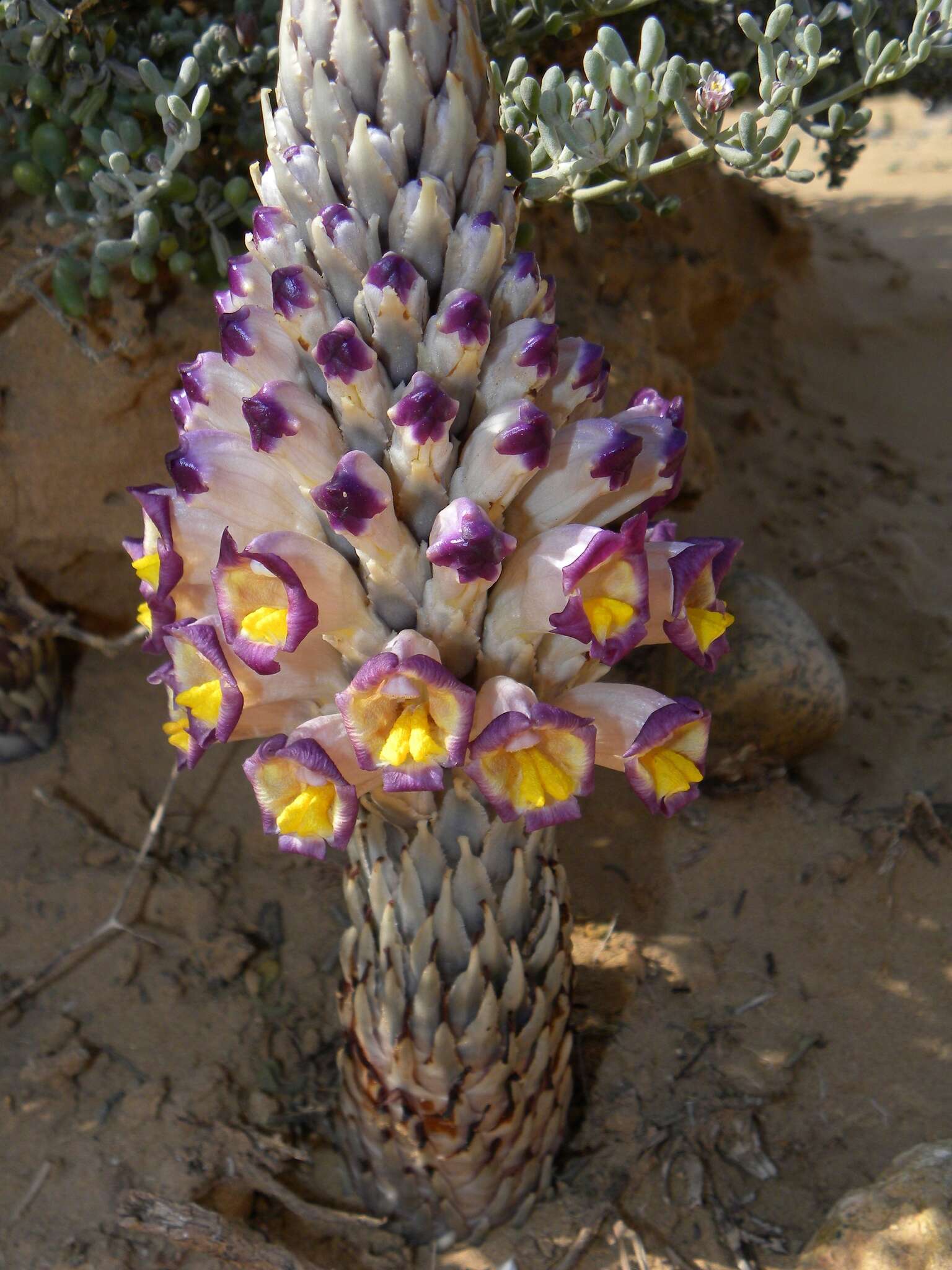 Image of Cistanche violacea (Desf.) G. Beck