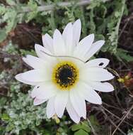 Image of African daisy