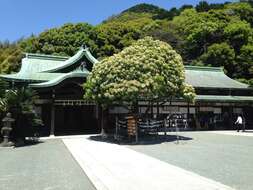 Image of Japanese photinia