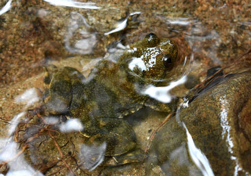 Image of Philippine Flat-headed Frog