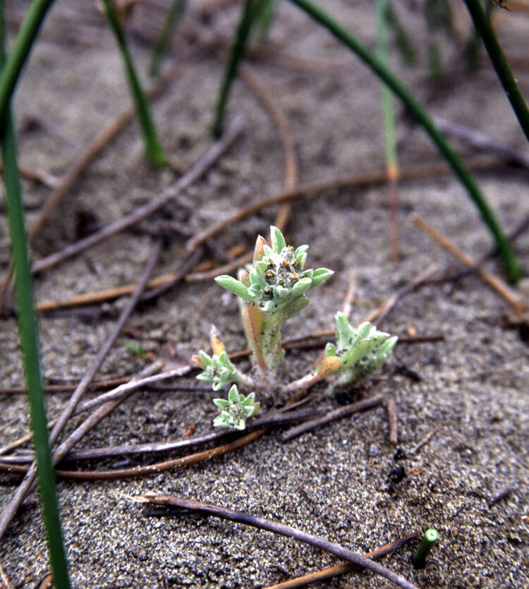 Image of western marsh cudweed