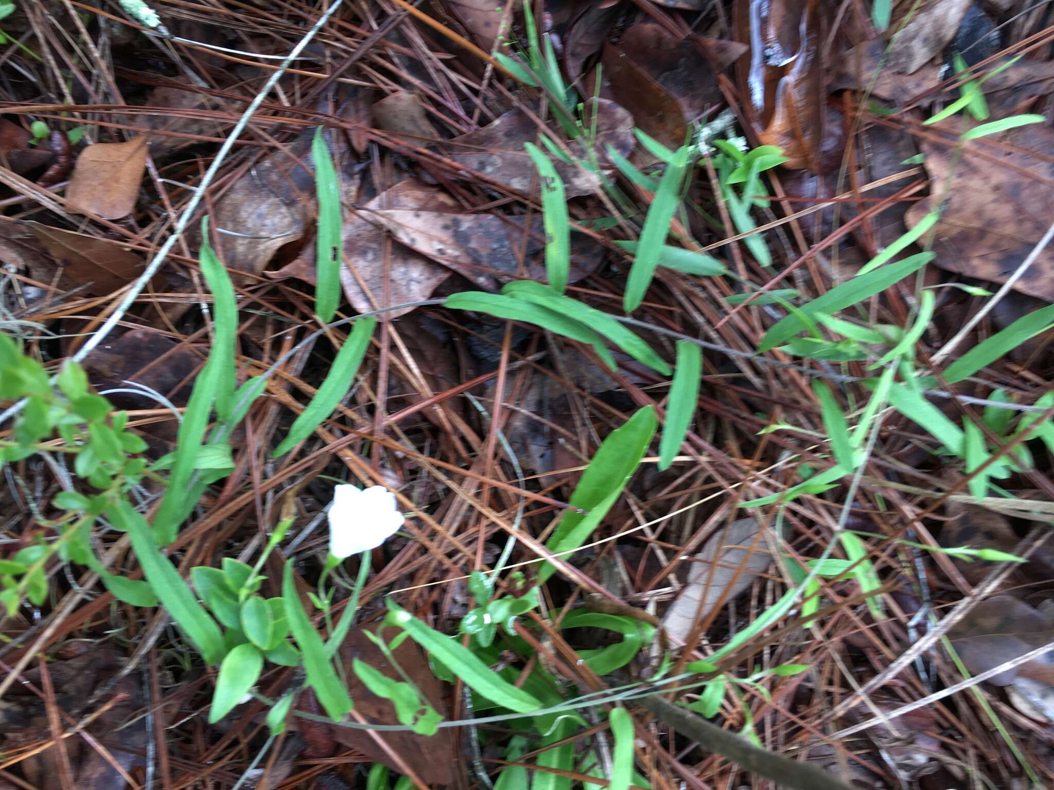 Image of coastal plain dawnflower