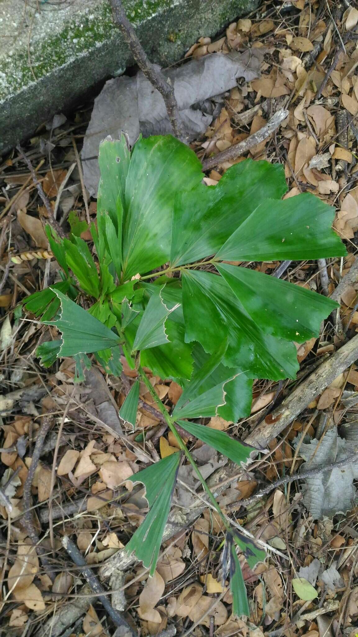 Image of Burmese fishtail palm