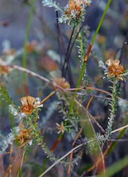 Слика од Elytropappus hispidus (L. fil.) Druce