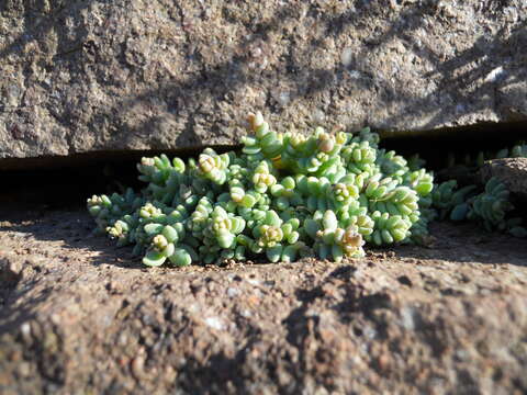 Image of thick-leaf stonecrop