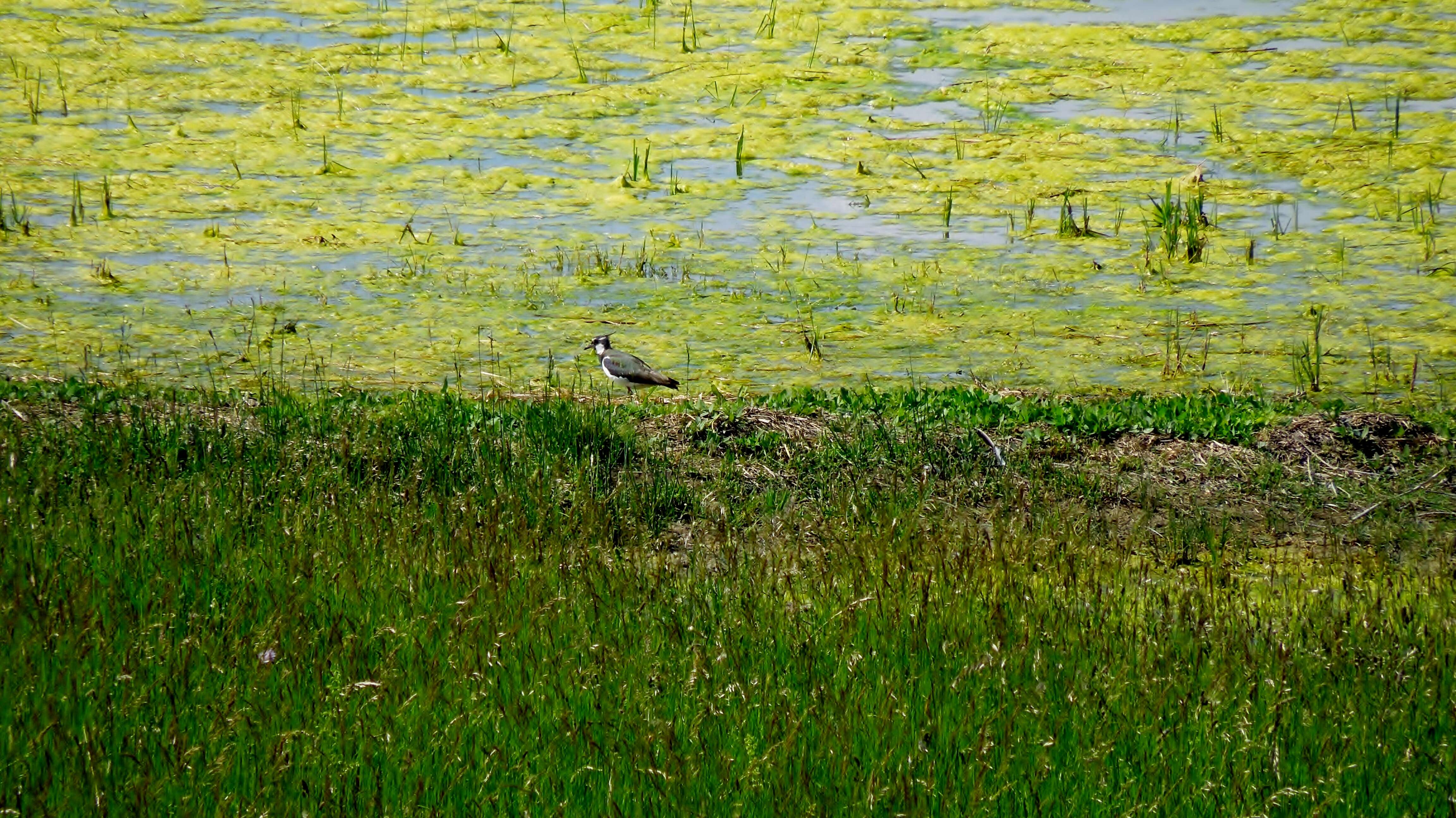 Image of Lapwing