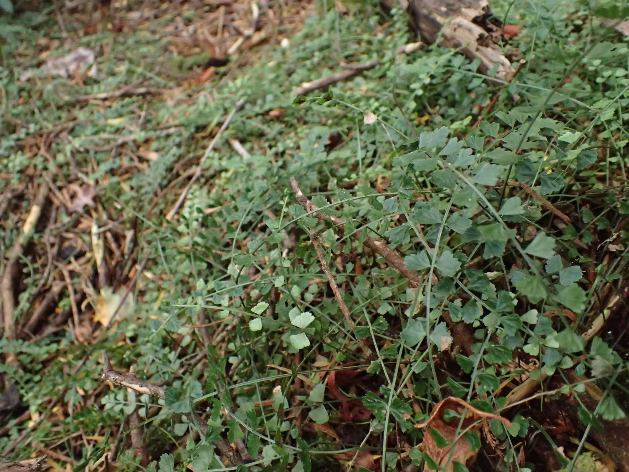 Image of Asplenium flabellifolium Cav.