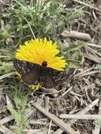 Image of Erynnis pacuvius Lintner 1878