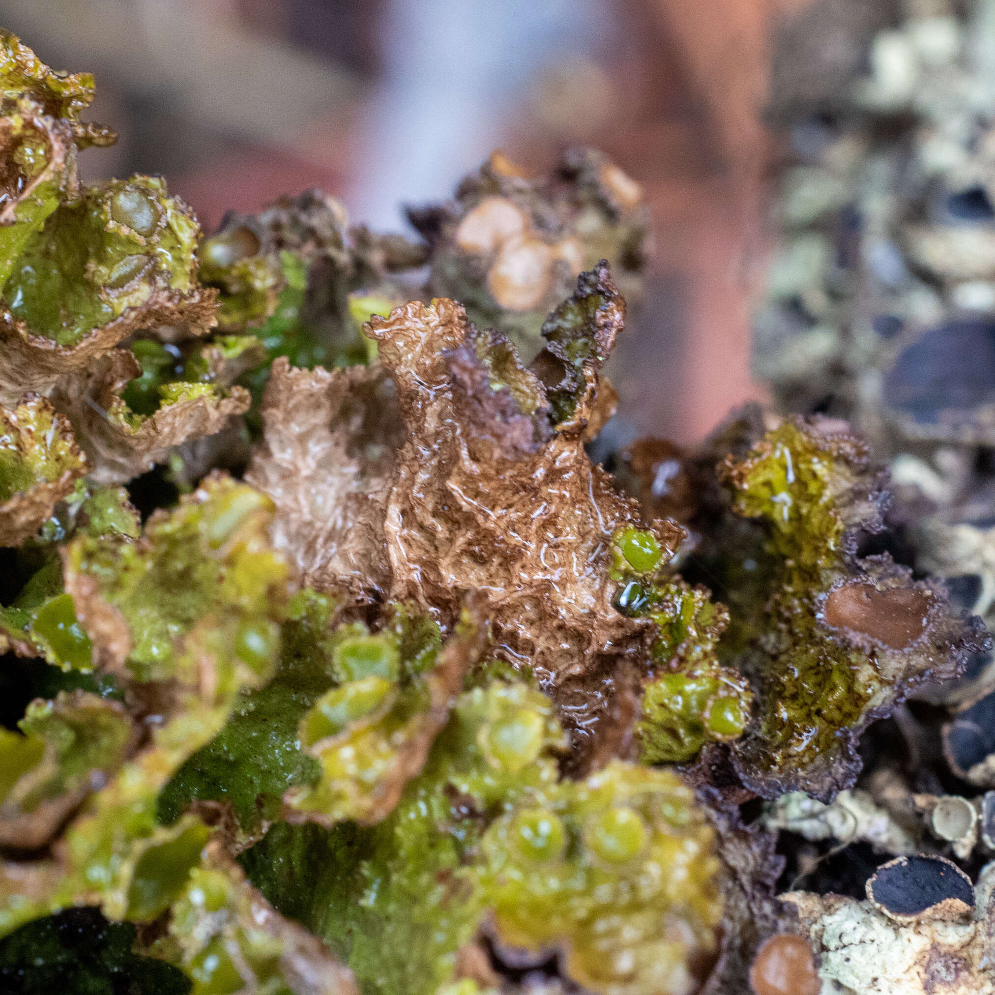 Image of <i>Tuckermanopsis platyphylla</i>