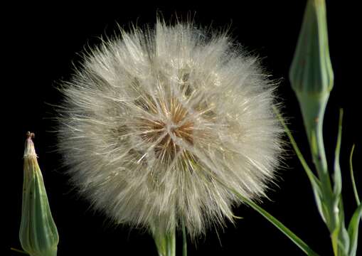 Слика од Tragopogon dubius Scop.