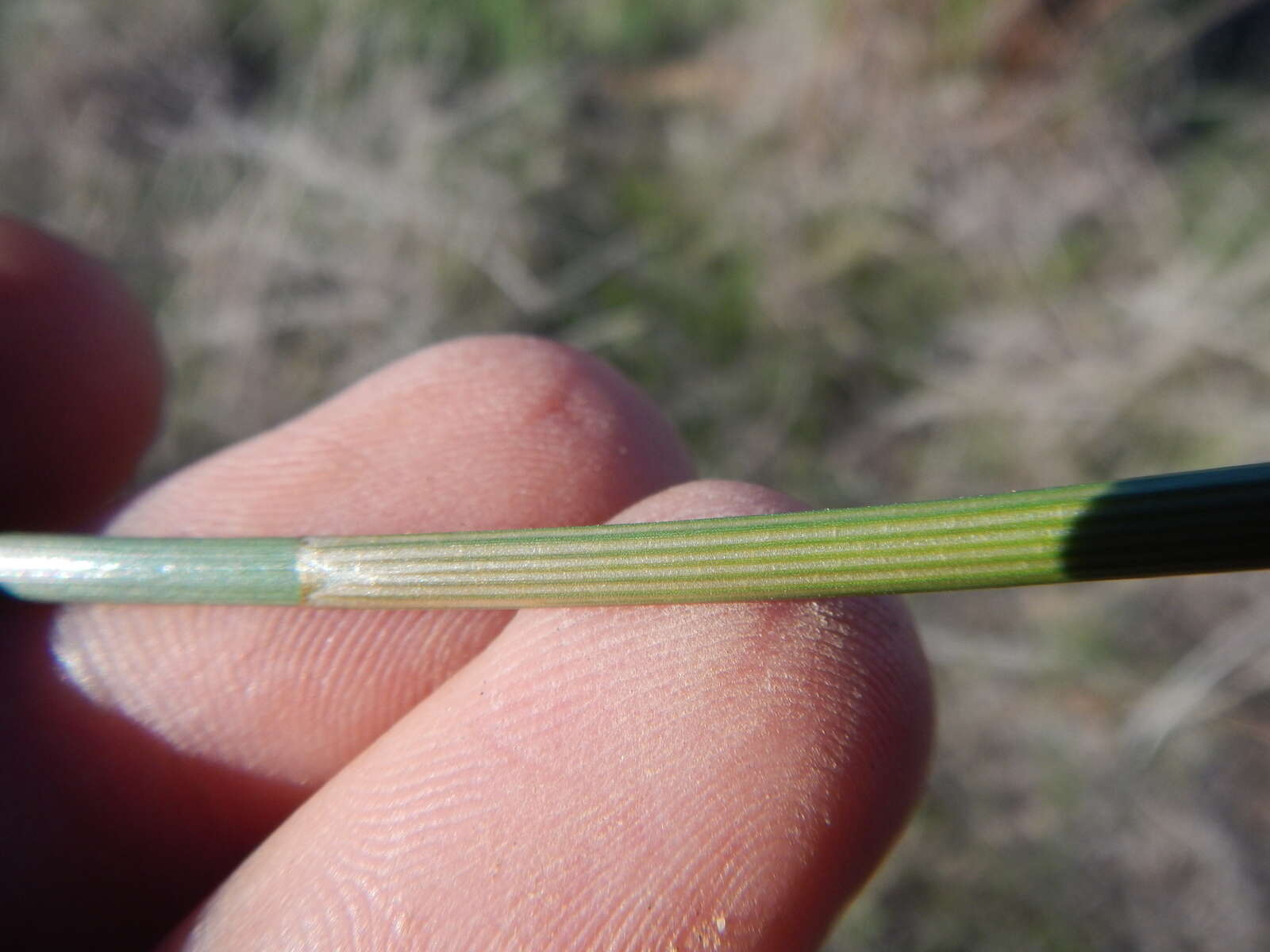 Imagem de Eleocharis limosa (Schrad.) Schult.