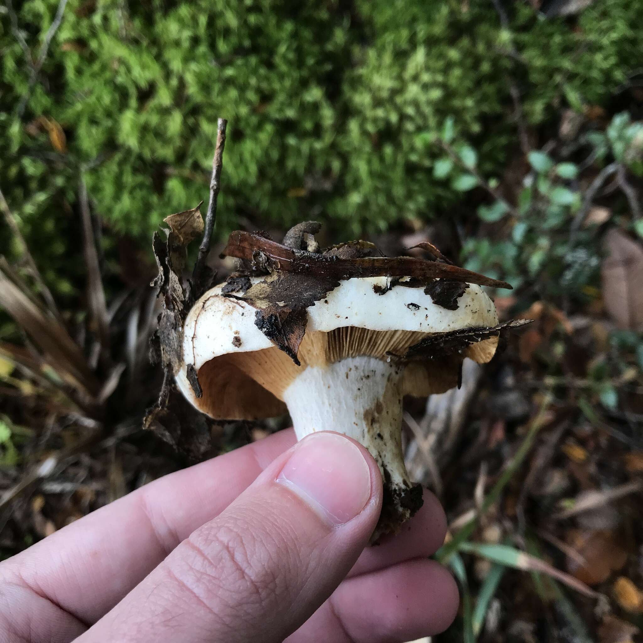 Image of Russula fuegiana Singer 1950