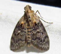 Image of Double-humped Pococera Moth