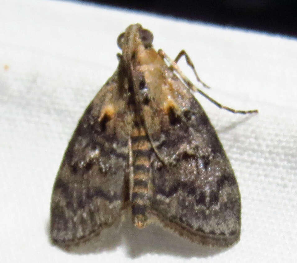 Image of Double-humped Pococera Moth