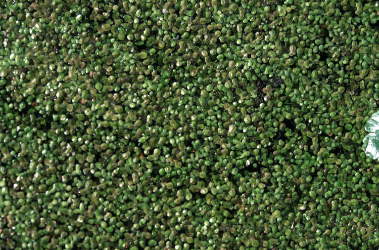 Image of least duckweed