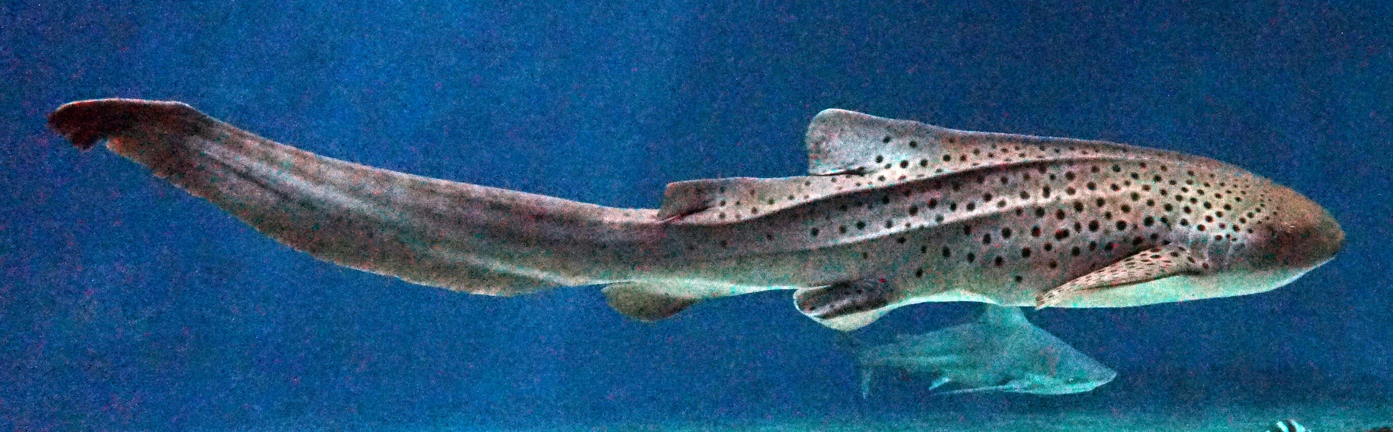 Image of Sandbar Shark