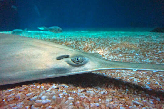 Image of Green Sawfish