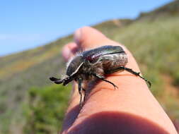 Image of <i>Odontorrhina <i>pubescens</i></i> pubescens