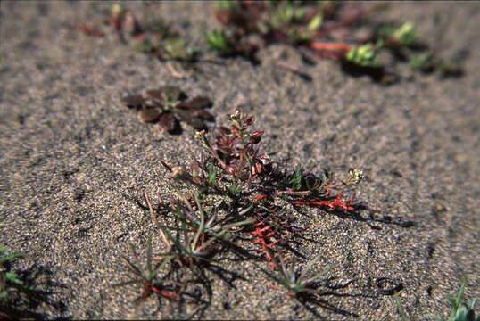 Image of shining pepperweed