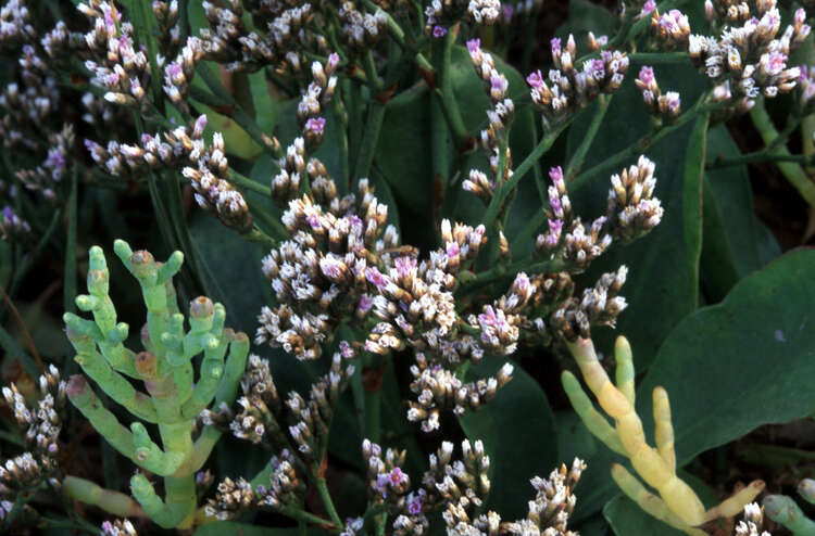 Imagem de Limonium californicum (Boiss.) Heller