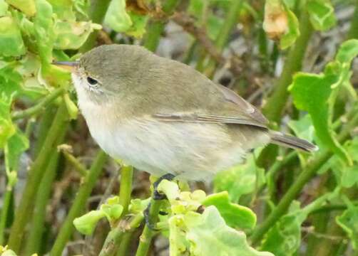 Image of Grey Warbler-Finch