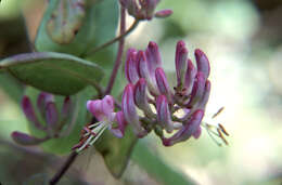 Image of pink honeysuckle