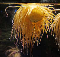 Image of Snakelocks anemone