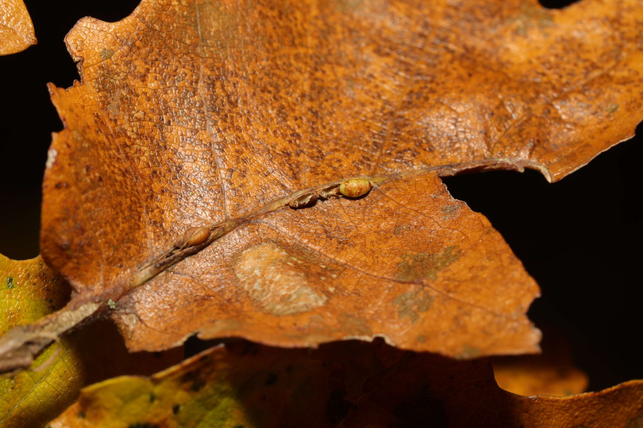 Image of <i>Pseudoneuroterus saliens</i>