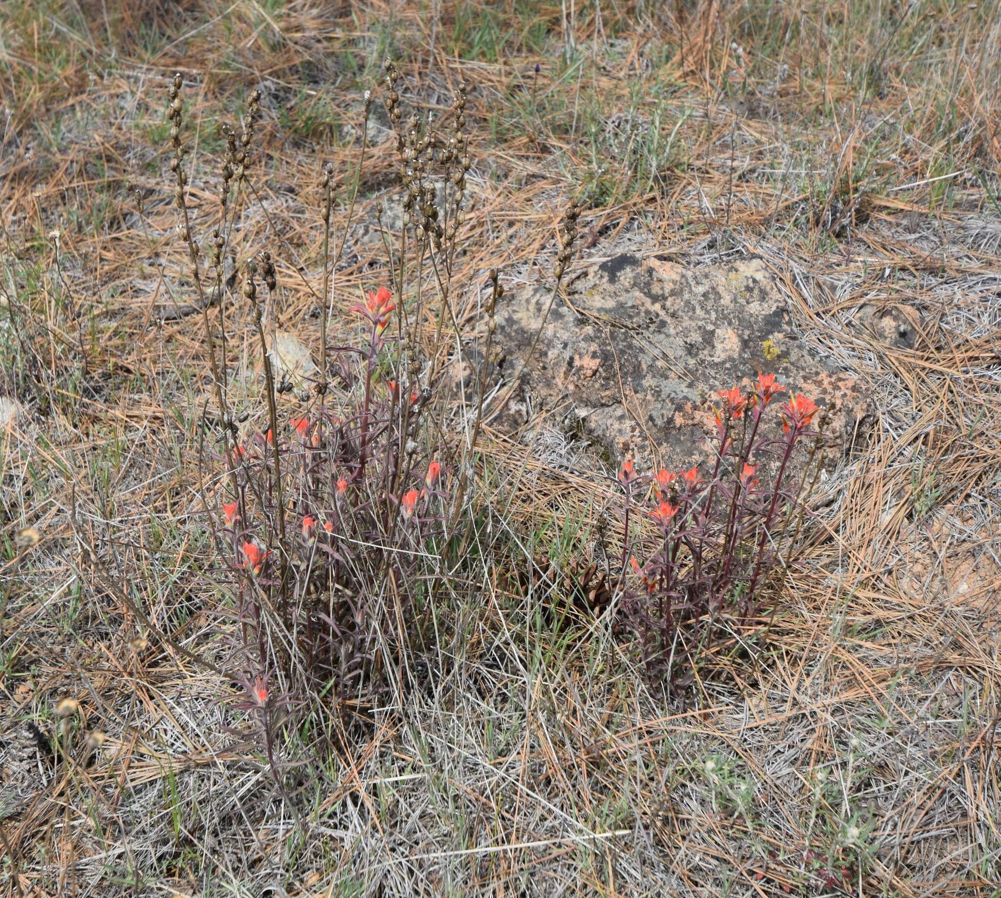 Image of longleaf Indian paintbrush