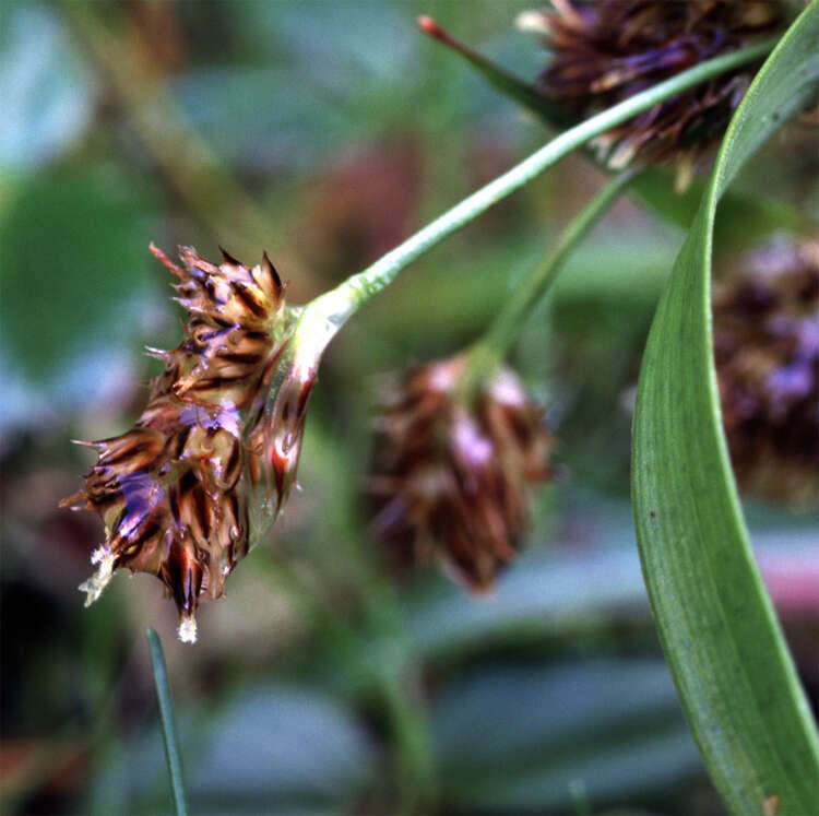 Image of Pacific woodrush