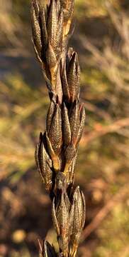 Image of Haemodorum spicatum R. Br.