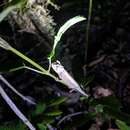 Image of Domergue's Leaf Chameleon