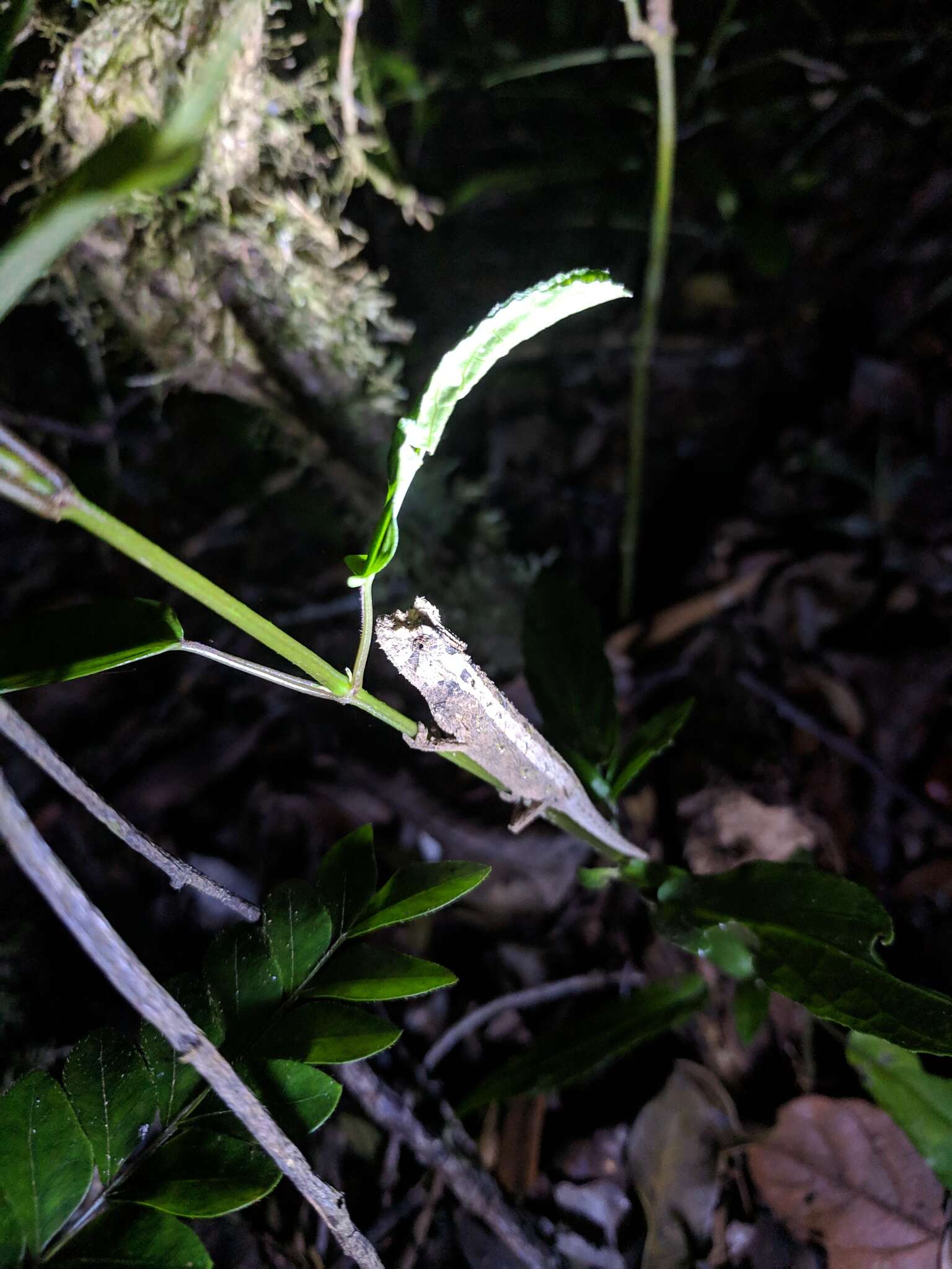 Image of Domergue's Leaf Chameleon