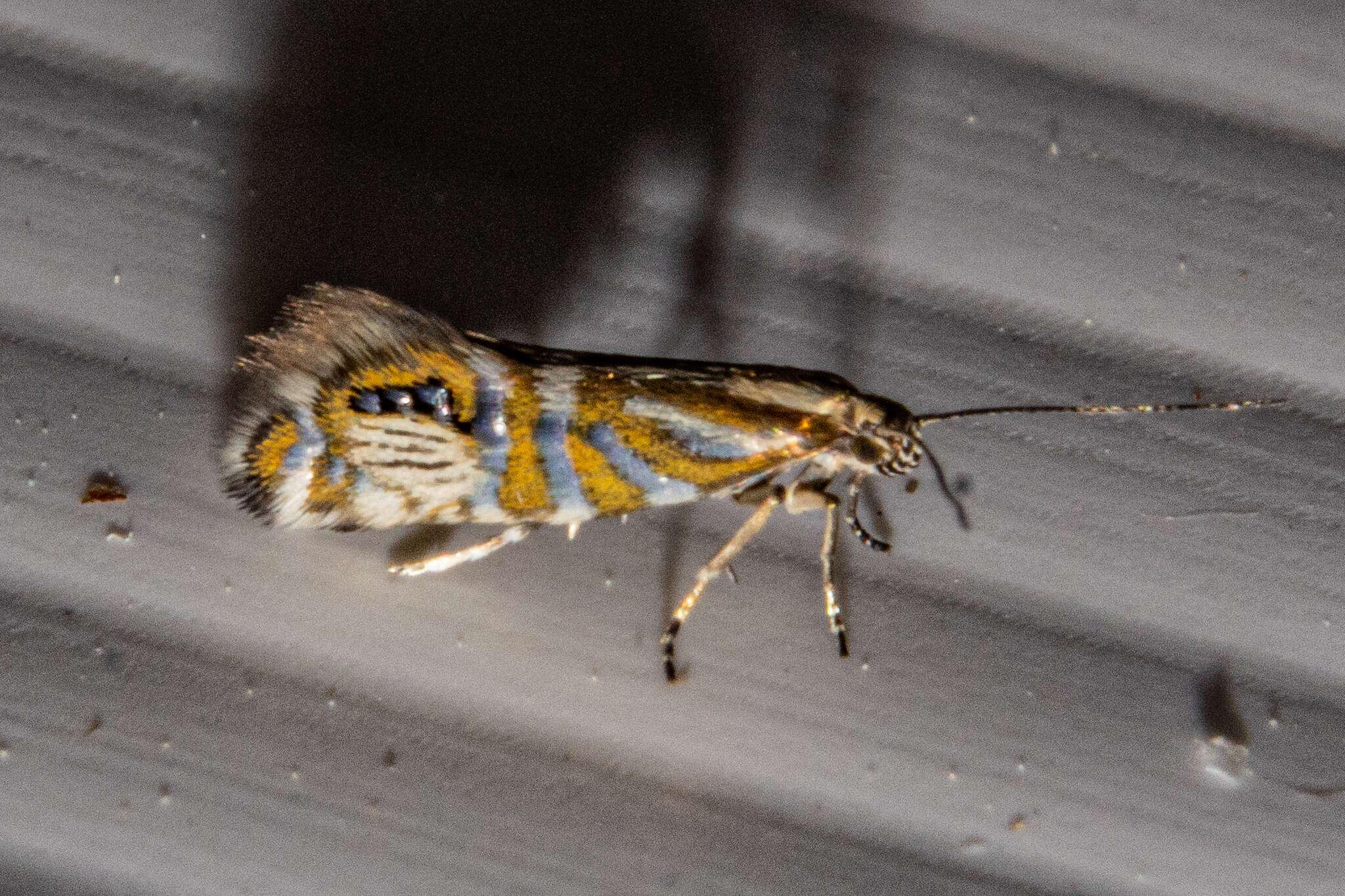 Слика од Glyphipterix triselena