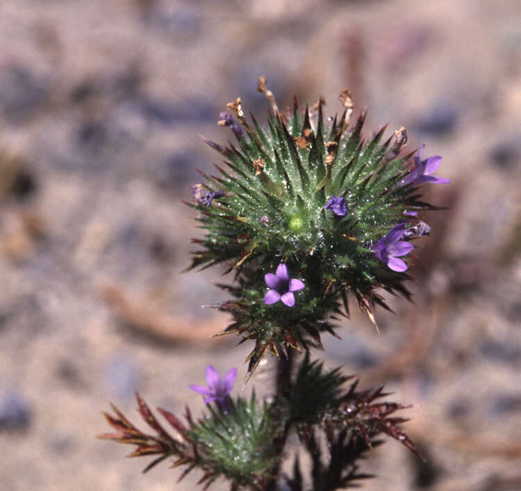 Image of Skunkweed