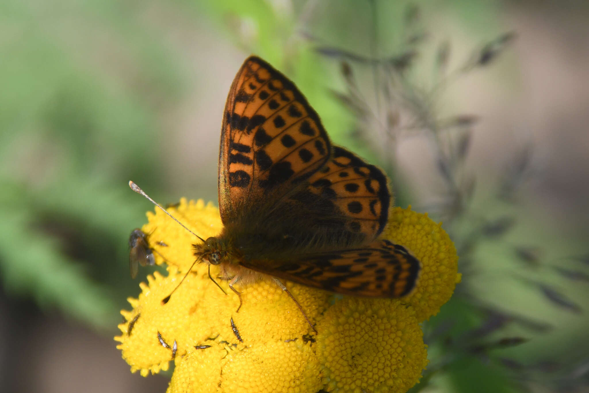 Imagem de Issoria eugenia Eversmann 1847