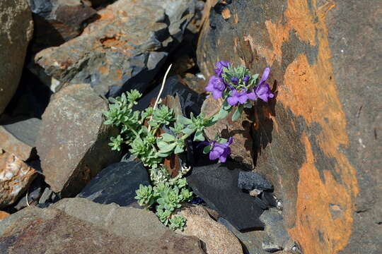 Image of Alpine toadflax