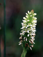 Image of elegant piperia