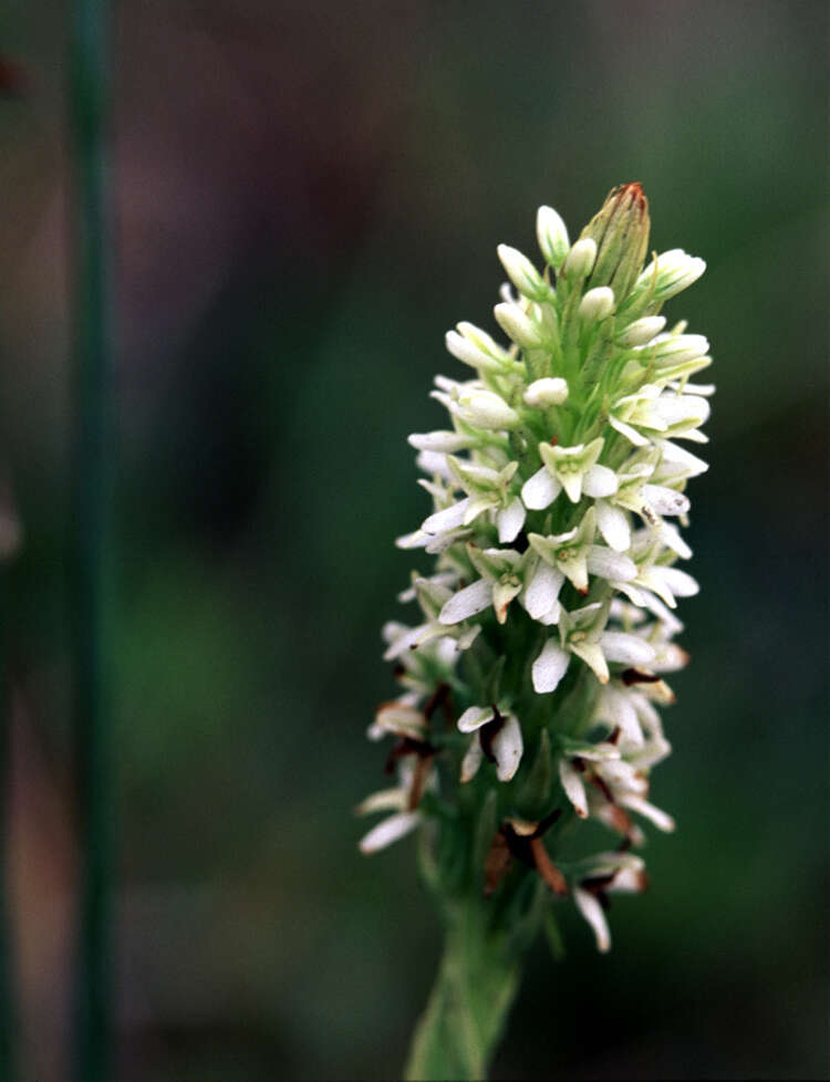 Image of elegant piperia