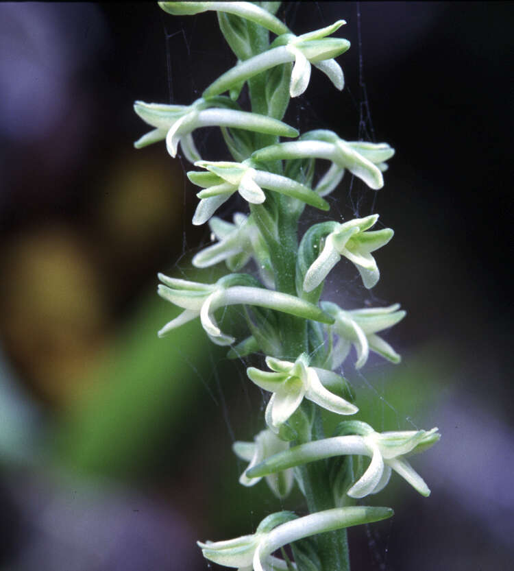 Image of Royal rein orchid